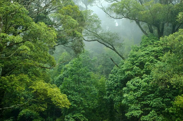 GEF’s Efforts to Increase Global Investment in Forests