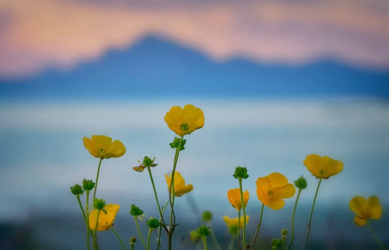 flowers in landscape