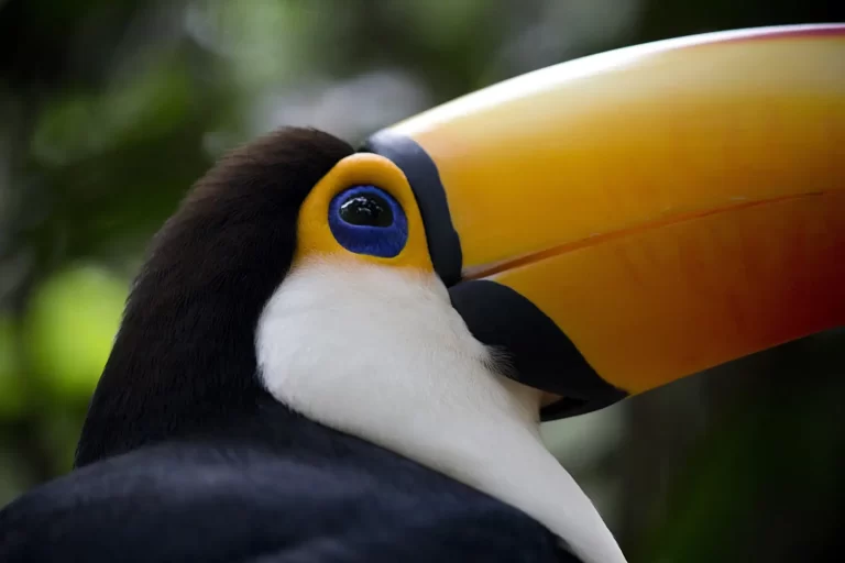 tucan